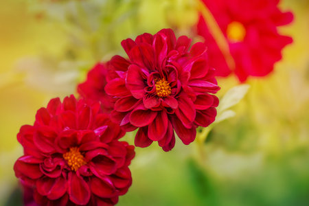 Purple three flowers with soft focus. Flowers chrysanthemum in autumn.の写真素材