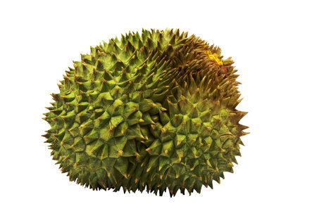 Durian on white background with clipping path. King of fruits.の写真素材