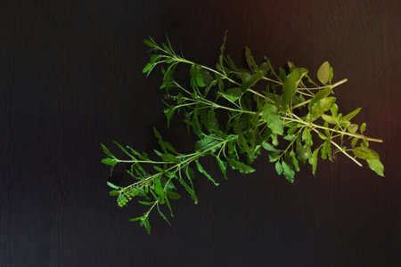 Fresh basil leaves on black backgroundの写真素材