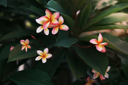 Plumeria flowers in the morning sunの写真素材