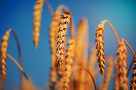 Harvesting of seasonal grain crops. Ears and blue sky.の写真素材