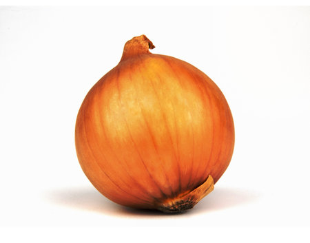 Onion on a white background.の写真素材