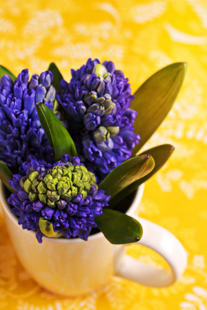Blue hyacinths in white cup, fresh spring flowersの写真素材