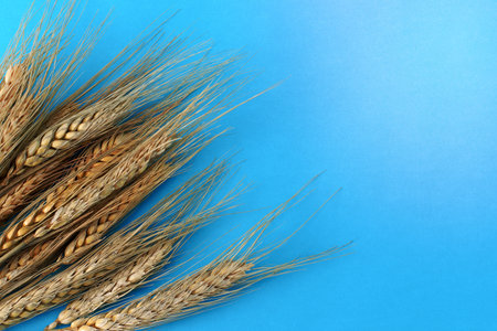 Blue paper background with ears of wheat on one side.の写真素材