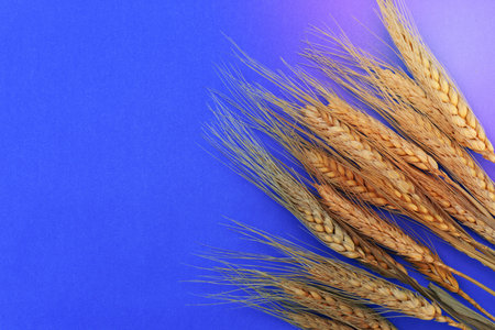 Blue paper background with ears of wheat on one side.の写真素材