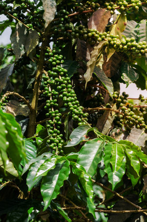 Coffee plantation in Minas Gerais, Brazil.の写真素材