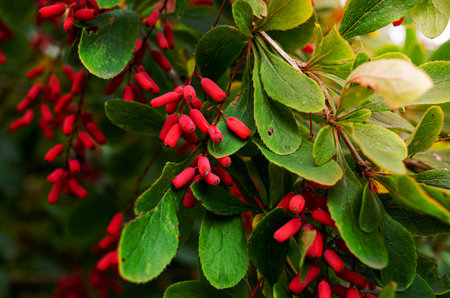 barberry ripe and unripe fruits on branches, group of berry-like pome fruits called serviceberry or juneberryの写真素材