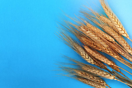 Blue paper background with ears of wheat on one side.の写真素材