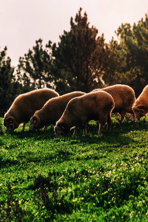 Flock of sheep, captured in Portugal.の写真素材