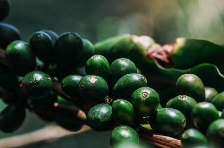 Coffee plantation in Minas Gerais, Brazil.の写真素材