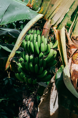 Close up green bananas on banana Treeの写真素材