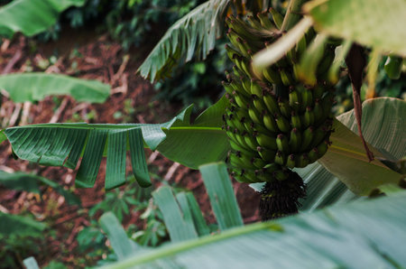 Close up of green bananas on a tree.の写真素材