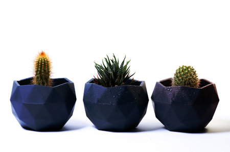 potted cactus succulent with water dropsの写真素材