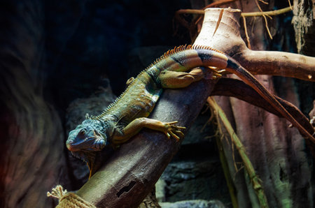 Green iguana also known as the American iguana is a lizard reptile in the genus Iguana in the iguana family. And in the subfamily Iguanidae.の写真素材