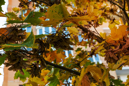 Red maple leaves in autumn season with blue sky blurred background, taken from Japan.の写真素材