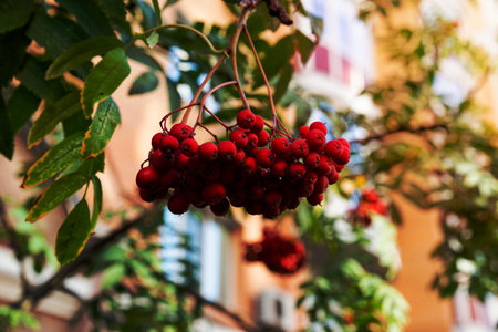 Rowan branches with ripe fruits close-up. Red rowan berries on the rowan tree branches, ripe rowan berries closeup and green leaves.の写真素材