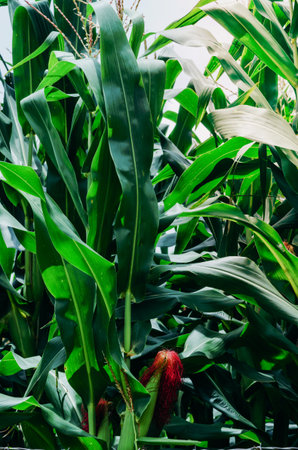 Purple corn cobs on a field in Minas Gerais, Brazil.の写真素材