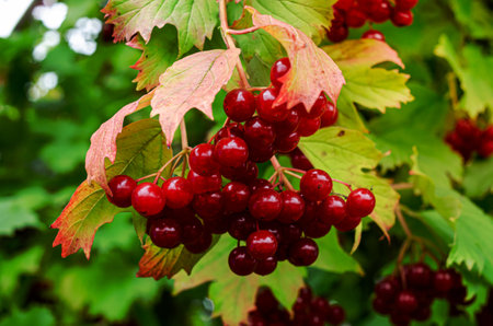 red viburnum on the branches. Close-up of red bunches of ripe viburnum on a branch in autumn sunlight. Viburnum opulus guelder-rose berries on a twig close-up. Guelder rose growth. Symbol of Ukraine.の写真素材