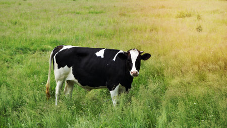 Photography on theme beautiful big milk cow grazes on green meadow under blue sky. Photo consisting of milk cow with long tail eat straw on meadow. Milk cow in grass meadow for tasty white liquid.の写真素材