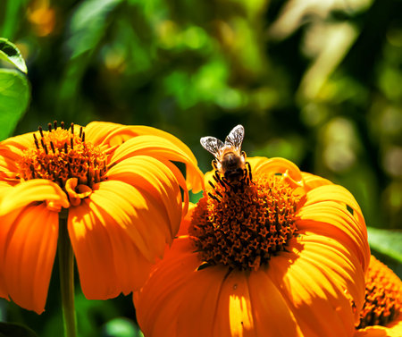 Beautiful wild flower winged bee on background foliage meadow, photo consisting from wild flower bee...