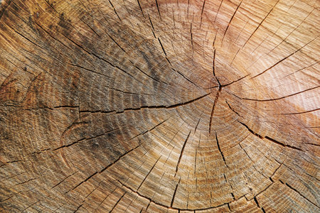 Beautiful wooden fracture old oak, natural texture close up, texture consisting of old surface wooden fracture oak, striped texture wooden old oak, decorative tabby fracture for wallpaper backgroundの写真素材