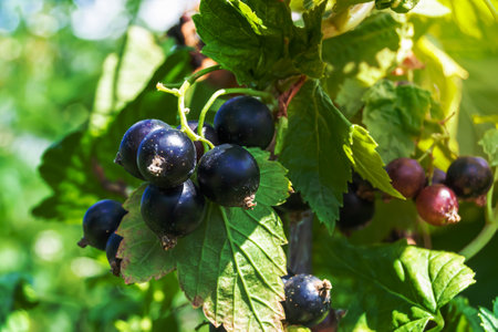 Beautiful berry branch black currant bush with natural leaves under clean sky, photo consisting of berry branch black currant bush outdoors in rural, floral berry branch black currant bush in gardenの写真素材