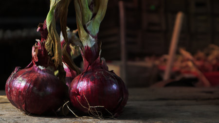 Fresh large onion red or purple onions on a very old oak wood board outdoors. Perennial herb of the Onion family, a widespread vegetable cropの写真素材