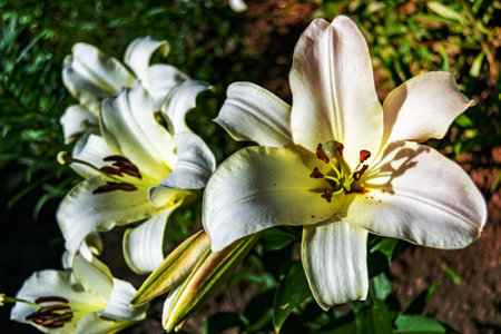 Fine wild growing flower lily liliaceae on background meadow, photo consisting from wild growing flower lily liliaceae to grass meadow, wild growing flower lily liliaceae at herb meadow countrysideの写真素材
