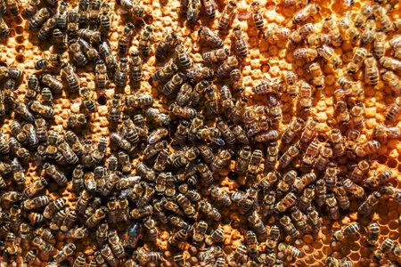 Abstract hexagon structure is honeycomb from bee hive filled with golden honey, honeycomb summer...