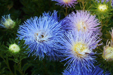 blue flowers on a green background from leaves in summer in sunny weather outdoors.の写真素材