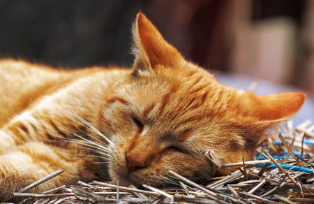 Close-up of a red domestic cat resting peacefully in the hay on a warm summer day. A funny orange striped cat basks in the sun. A cute pet is basking under the spring sun on dry grass. copy spaceの写真素材
