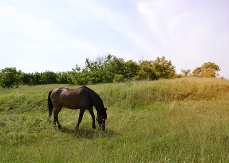 Beautiful wild brown horse stallion on summer flower meadow, equine eating green grass. Horse stallion with long mane portrait in standing position. Equine stallion outdoors, big horse equines.の写真素材