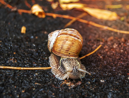 Big garden snail in shell crawling on wet road hurry home, snail Helix consist of edible tasty food coiled shell to protect body, natural joy animal snail in shell from slime can make nourishing creamの写真素材