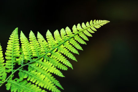 Close up of green leaf with shallow depth of field in dark backgroundの写真素材