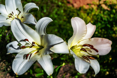 Fine wild growing flower lily liliaceae on background meadow, photo consisting from wild growing flower lily liliaceae to grass meadow, wild growing flower lily liliaceae at herb meadow countrysideの写真素材