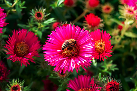 Beautiful wild flower winged bee on background foliage meadow, photo consisting from wild flower bee slowly flies to grass meadow collect nectar for honey, wild flower bee at herb meadow countrysideの写真素材