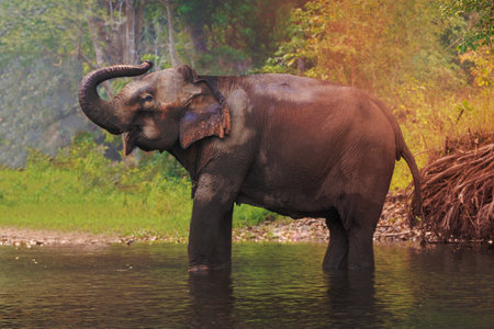Asian Elephant in a natural river at deep forest, Thailandの写真素材