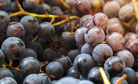 Collection of ripe grapes. Red wine grapes background. Freshly picked black, blue or red dark wine grapes. Healthy fruits. Bunches of grapes, ready to eat. Berries texture as background. Grape sortの写真素材