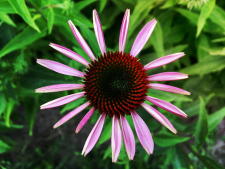 Blooming flower echinacea with leaves, living natural nature, aroma bouquet flora. Echinacea flower consisting of long pistil, rounded stamen, green grass. Botanical floral bunch from echinacea flowerの写真素材