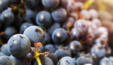 Collection of ripe grapes. Red wine grapes background. Freshly picked black, blue or red dark wine grapes. Healthy fruits. Bunches of grapes, ready to eat. Berries texture as background. Grape sortの写真素材