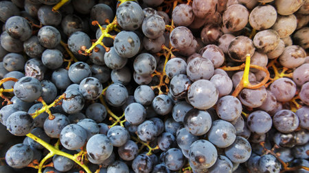 Collection of ripe grapes. Red wine grapes background. Freshly picked black, blue or red dark wine grapes. Healthy fruits. Bunches of grapes, ready to eat. Berries texture as background. Grape sortの写真素材