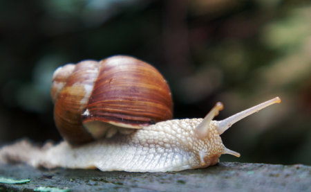 Large crawling garden snail with a striped shell. A large white mollusc with a brown striped shell. Summer day in the garden. Burgundy, Roman snail with blurred background. Helix promatiaの写真素材