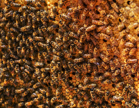 Abstract hexagon structure is honeycomb from bee hive filled with golden honey, honeycomb summer composition consisting of gooey honey from bee village, honey rural of bees honeycombs to countrysideの写真素材