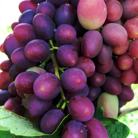Hanging beautiful bunches of grapes outdoors in rural. Ripe tasty grape vines at vineyards, ready to make alcohol wine. Grape berry consisting of sweet health food with seed, green leaf on long plant.の写真素材