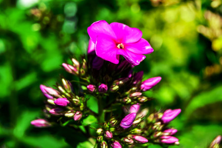 Beautiful wild growing flower phlox paniculata on meadow, photo consisting from wild growing flower phlox paniculata to grass meadow, wild growing flower phlox paniculata at herb meadow countrysideの写真素材