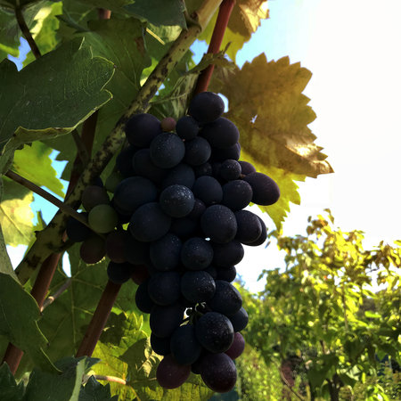 Hanging beautiful bunches of grapes outdoors in rural. Ripe tasty grape vines at vineyards, ready to make alcohol wine. Grape berry consisting of sweet health food with seed, green leaf on long plant.の写真素材