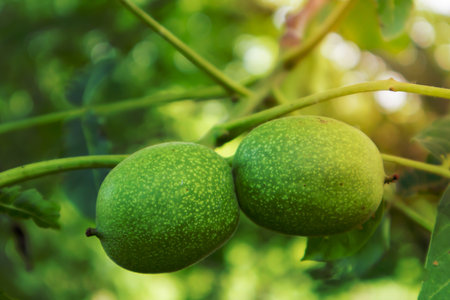 Green young walnuts on the tree. The walnut tree grows waiting to be harvested. Walnut tree close up. Green leaves backgroundの写真素材