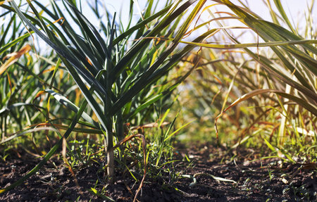 Garlic field in the landscape. Organic garlic grown in the countryside. Agricultural field of garlic plant. The concept of organic farming. A bed of garlic, loose black soil in the gardenの写真素材