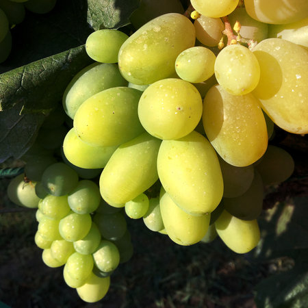 Hanging beautiful bunches of grapes outdoors in rural. Ripe tasty grape vines at vineyards, ready to make alcohol wine. Grape berry consisting of sweet health food with seed, green leaf on long plant.の写真素材