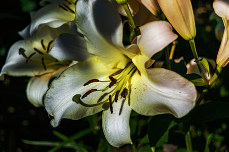 Fine wild growing flower lily liliaceae on background meadow, photo consisting from wild growing flower lily liliaceae to grass meadow, wild growing flower lily liliaceae at herb meadow countrysideの写真素材